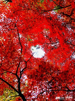 九水紅葉正當時,&ldquo;山東老鄉(xiāng)&rdquo;50元可暢游