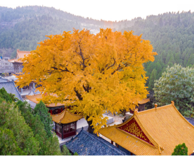 泉城賞紅葉,這樣游覽體驗最佳!