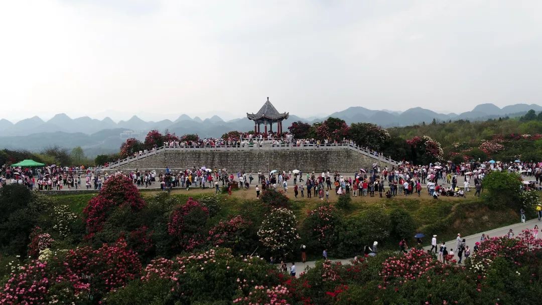 關于百里杜鵑景區接待量已經飽和的緊急通知!