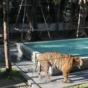 普吉島普吉島老虎王國(guó)游玩-普吉島老虎王國(guó)門票多少錢/價(jià)格表-團(tuán)購(gòu)票價(jià)預(yù)定優(yōu)惠-景點(diǎn)地址在哪里/圖片介紹/參觀預(yù)約/旅游游覽順序及注意事項(xiàng)/營(yíng)業(yè)時(shí)間-】