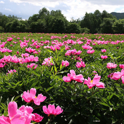 野外露營體驗(yàn)感不錯(cuò)的省錢又好玩_黑龍江九峰山養(yǎng)心谷游覽景區(qū)管理